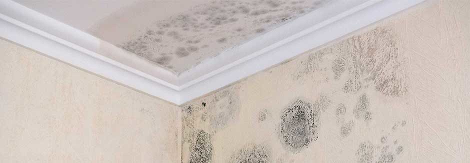 black-mold-ceiling-and-wall